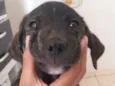 Simba
