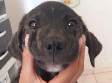 Cachorro ra a Desconhecida idade 2 a 6 meses nome Simba
