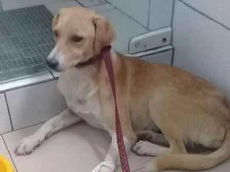 Cachorro ra a SRD idade 3 anos nome TOM