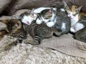 Gato raça sem raça idade 2 a 6 meses nome filhotes 