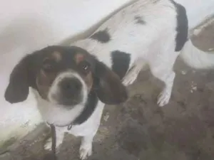 Cachorro raça SRD idade  nome MILI