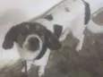 MILI