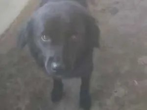 Cachorro raça SRD idade  nome DOMENICO