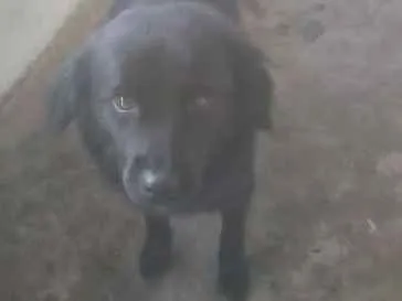 Cachorro ra a SRD idade  nome DOMENICO