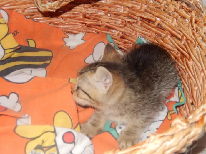 Gato ra a mestiço idade Abaixo de 2 meses nome smurf