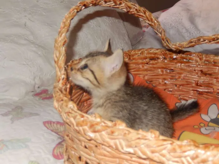 Gato ra a mestiço idade Abaixo de 2 meses nome smurf