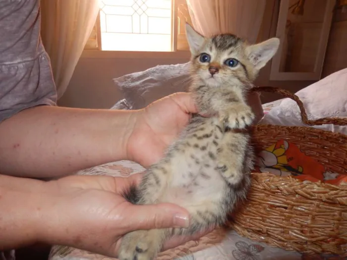 Gato ra a mestiço idade Abaixo de 2 meses nome smurf