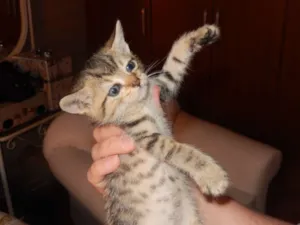 Gato raça mestiço idade Abaixo de 2 meses nome smurf