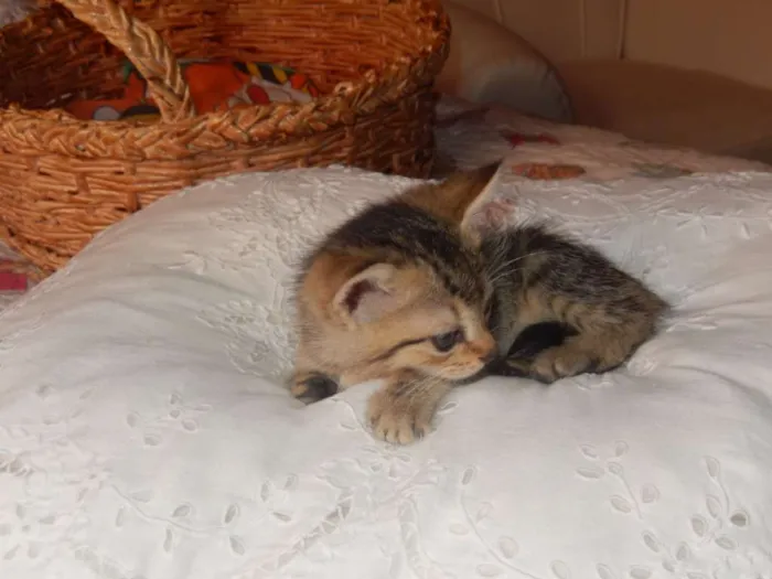 Gato ra a mestiço idade Abaixo de 2 meses nome smurf valente