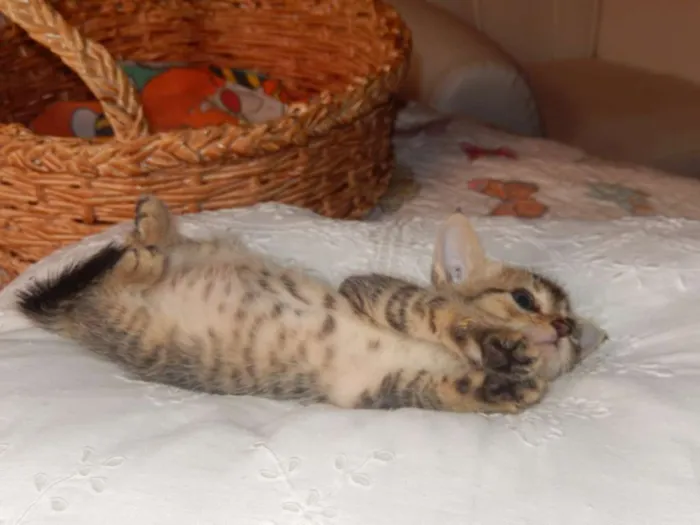Gato ra a mestiço idade Abaixo de 2 meses nome smurf valente