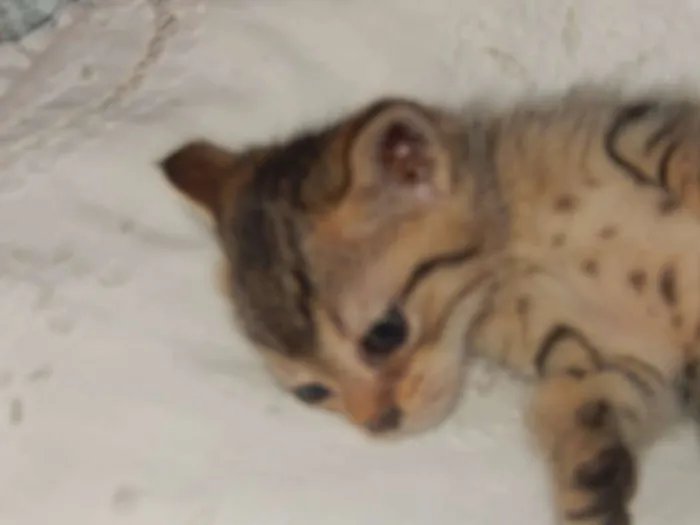 Gato ra a mestiço idade Abaixo de 2 meses nome smurf valente
