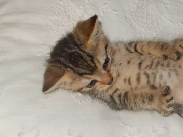 Gato ra a mestiço idade Abaixo de 2 meses nome smurf valente