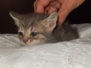 Gato raça mestiço idade Abaixo de 2 meses nome smurf valente