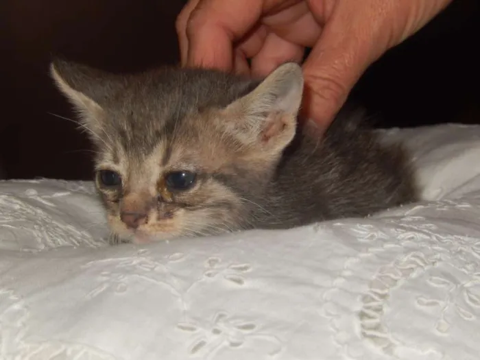 Gato ra a mestiço idade Abaixo de 2 meses nome smurf valente