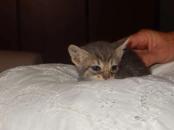Gato ra a mestiço idade Abaixo de 2 meses nome smurf valente
