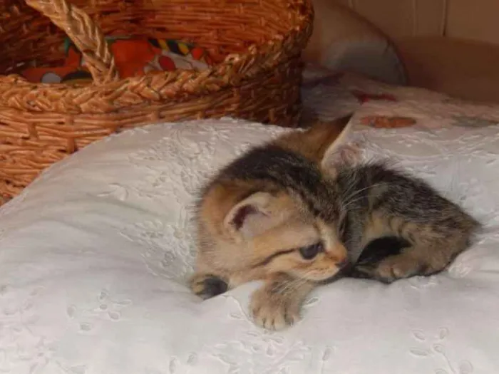 Gato ra a mestiço idade Abaixo de 2 meses nome smurf valente