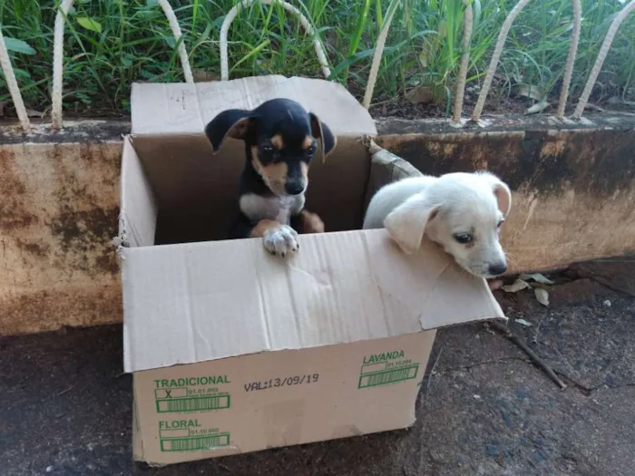 Cachorro ra a  idade Abaixo de 2 meses nome Sem nome