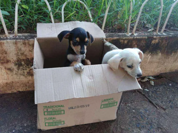 Cachorro ra a  idade Abaixo de 2 meses nome Sem nome