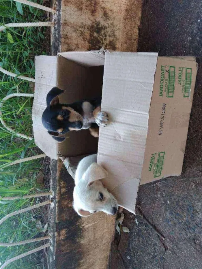 Cachorro ra a  idade Abaixo de 2 meses nome Sem nome