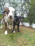 GUGA E RUBI 