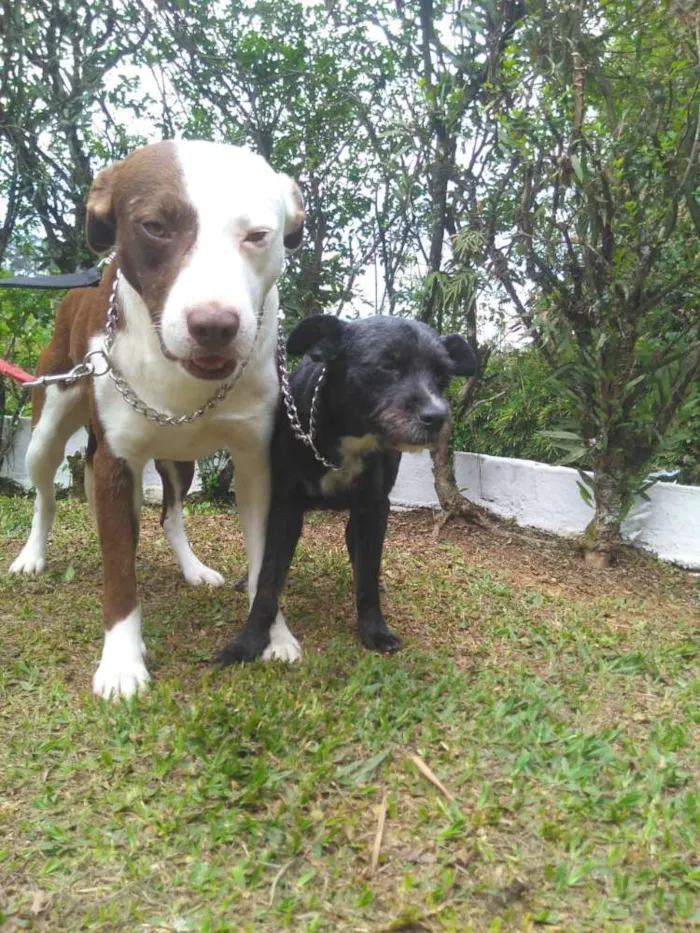 Cachorro ra a Srd idade 2 anos nome GUGA E RUBI 