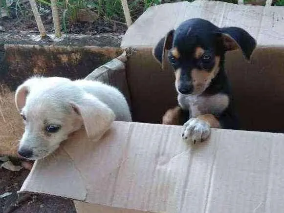 Cachorro ra a  idade Abaixo de 2 meses nome Sem nome
