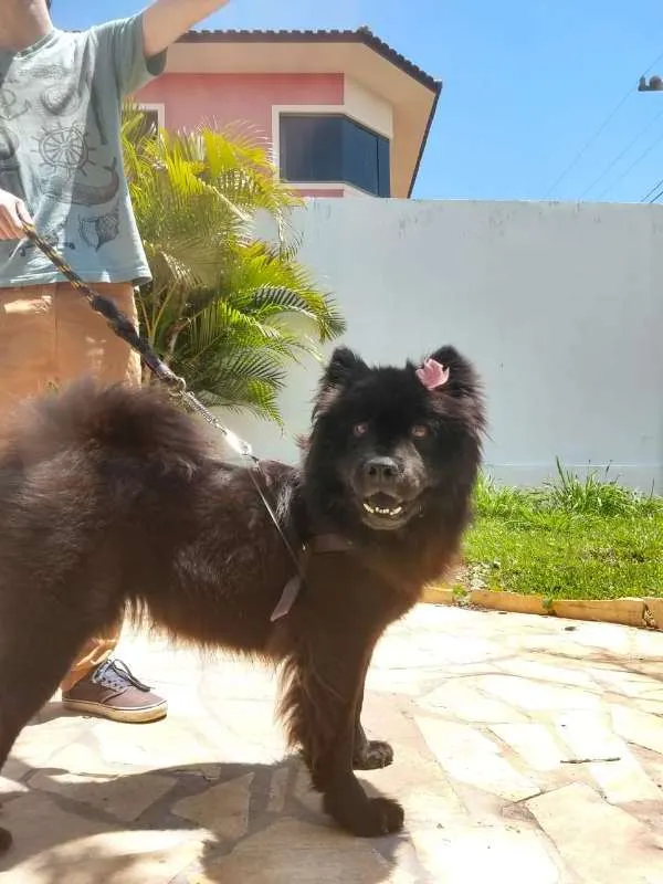 Cachorro ra a Chow Chow idade 4 anos nome Nina