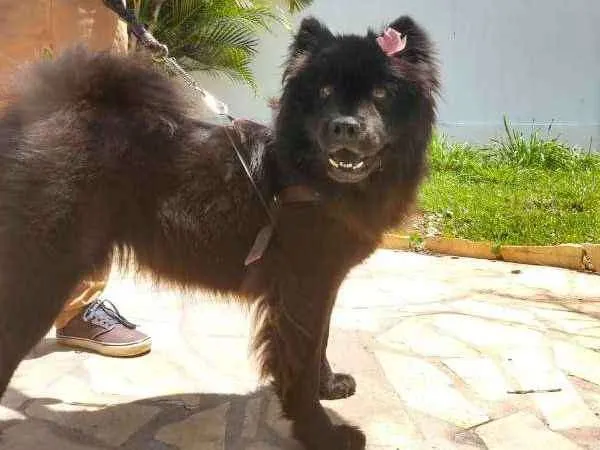 Cachorro ra a Chow Chow idade 4 anos nome Nina