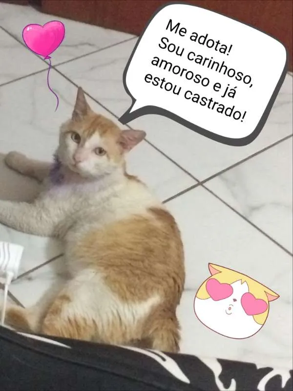 Gato raça SRD idade 5 anos nome Théo