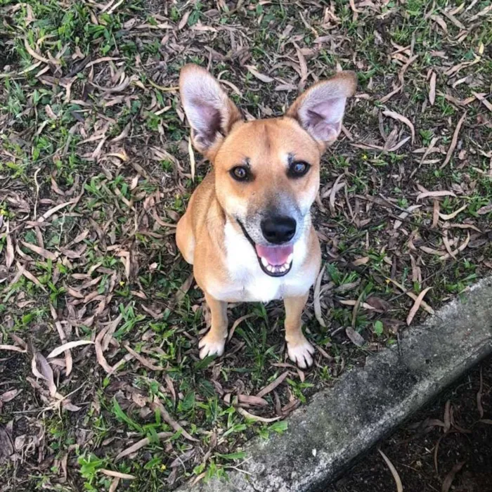 Cachorro ra a SRD idade 1 ano nome Romeu