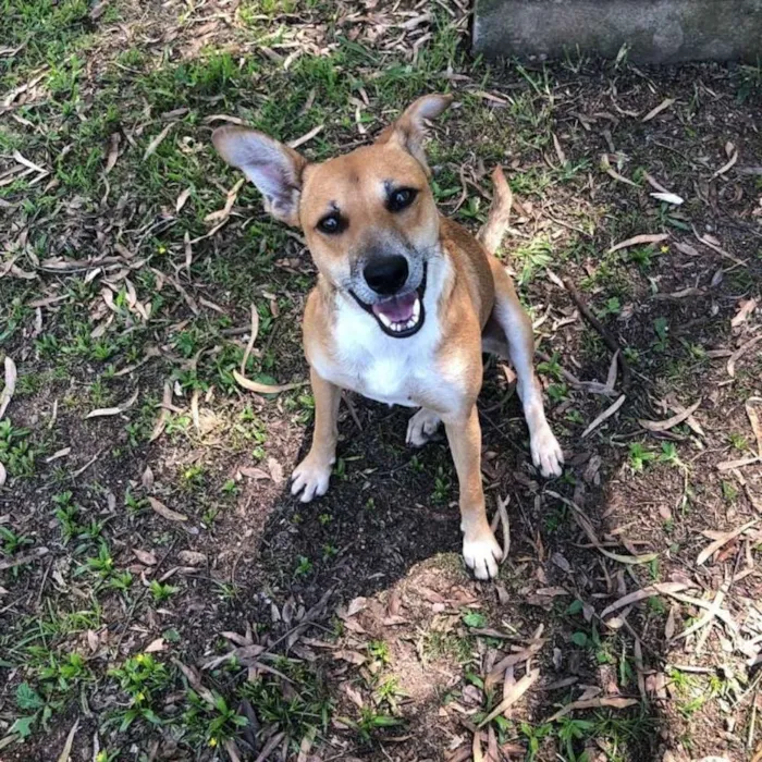 Cachorro ra a SRD idade 1 ano nome Romeu