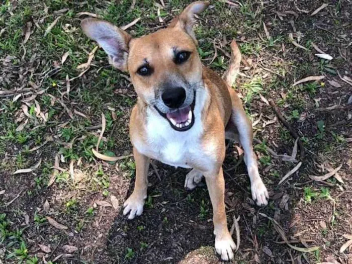 Cachorro ra a SRD idade 1 ano nome Romeu