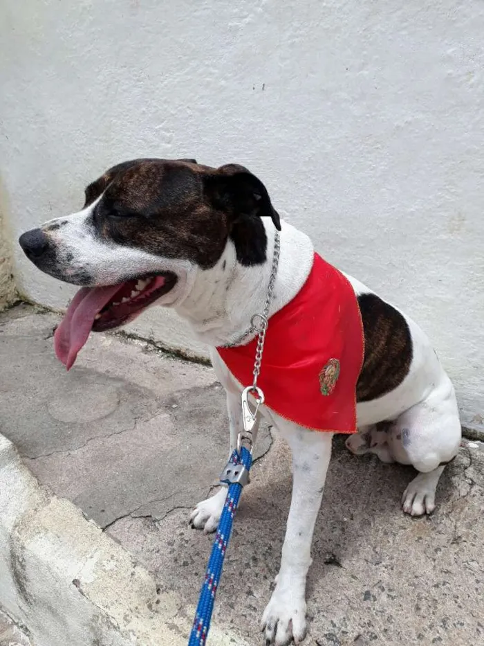 Cachorro ra a Mestiço  idade 3 anos nome Tony
