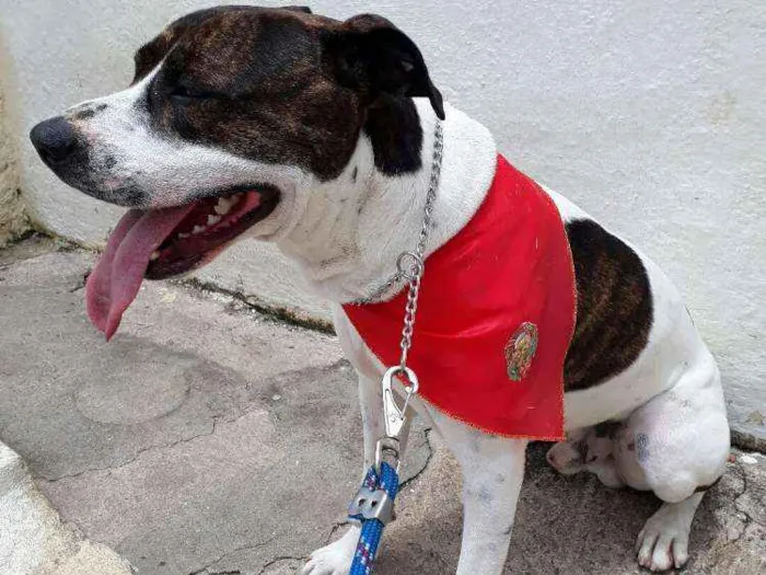 Cachorro ra a Mestiço  idade 3 anos nome Tony