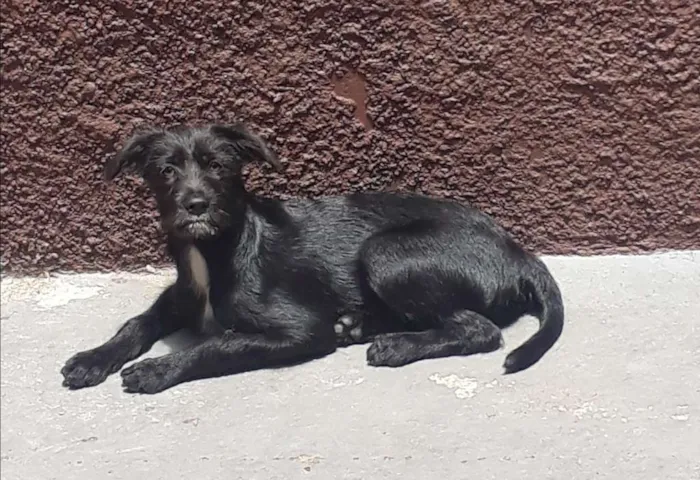 Cachorro ra a Srd idade 2 a 6 meses nome Kate