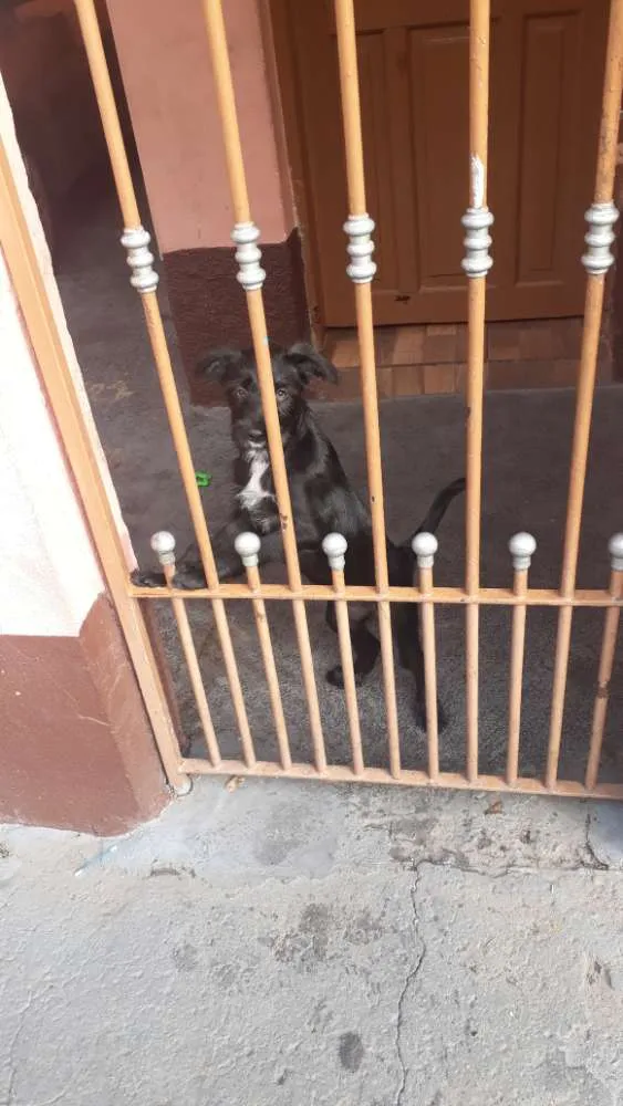 Cachorro ra a Srd idade 2 a 6 meses nome Kate