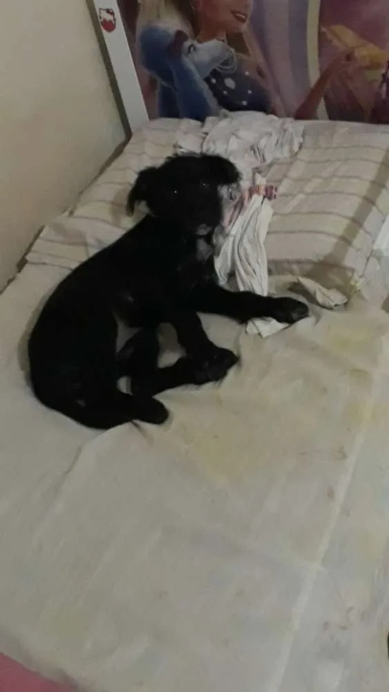 Cachorro ra a Srd idade 2 a 6 meses nome Kate