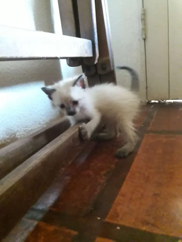 Gato ra a Siamês/  rachado idade Abaixo de 2 meses nome Sem nome