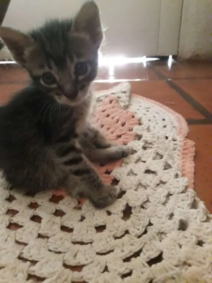 Gato ra a Siamês/  rachado idade Abaixo de 2 meses nome Sem nome