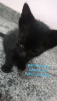 Mimi