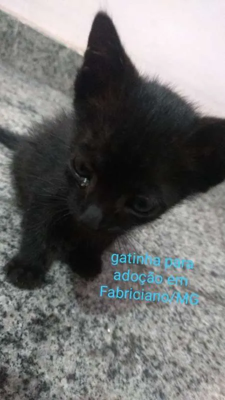 Gato raça vira lata idade Abaixo de 2 meses nome Mimi