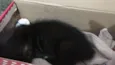 Mimi