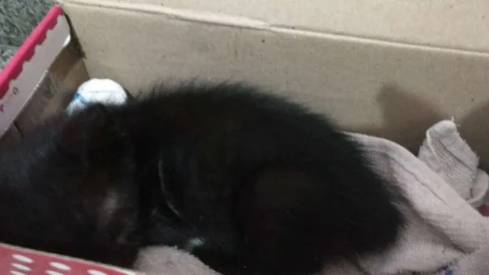 Gato raça vira lata idade Abaixo de 2 meses nome Mimi