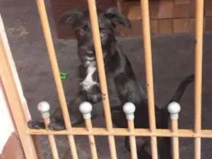Cachorro raça Srd idade 2 a 6 meses nome Kate