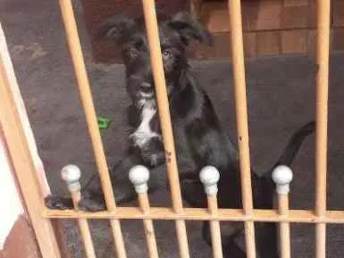 Cachorro ra a Srd idade 2 a 6 meses nome Kate