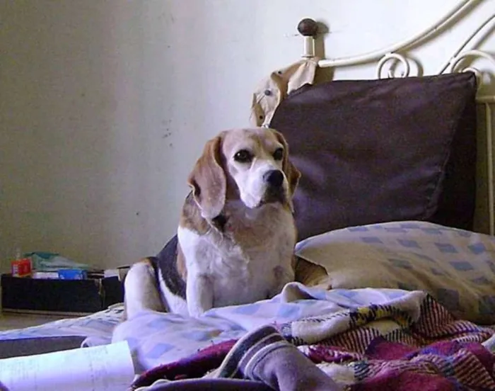 Cachorro ra a Beagle idade 6 ou mais anos nome Tampa