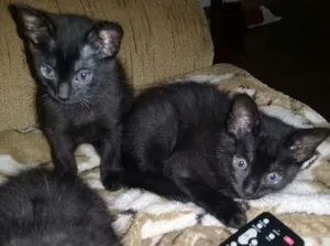 Gato raça Bombaim idade 2 a 6 meses nome Sem nomes