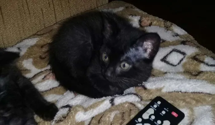 Gato ra a Bombaim idade 2 a 6 meses nome Sem nomes