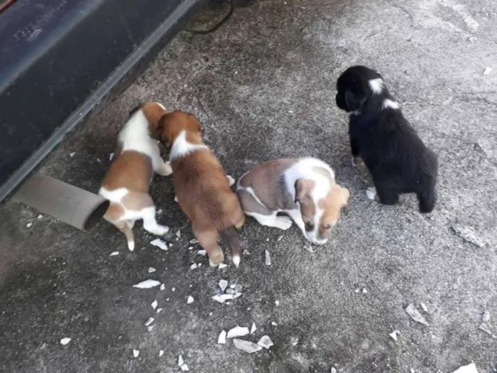 Cachorro raça Basset idade Abaixo de 2 meses nome dwadawdaw