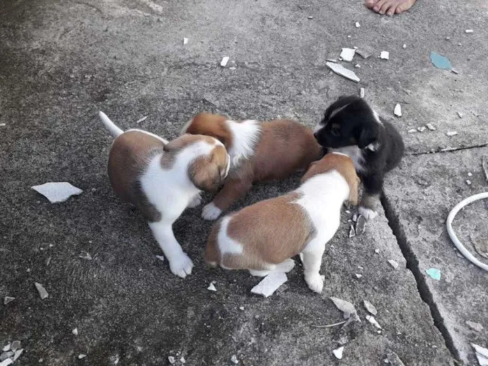 Cachorro raça Basset idade Abaixo de 2 meses nome dwadawdaw